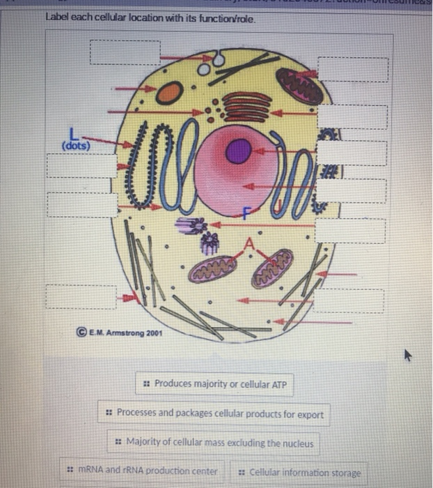 Solved Label each cellular location with its function/role. | Chegg.com