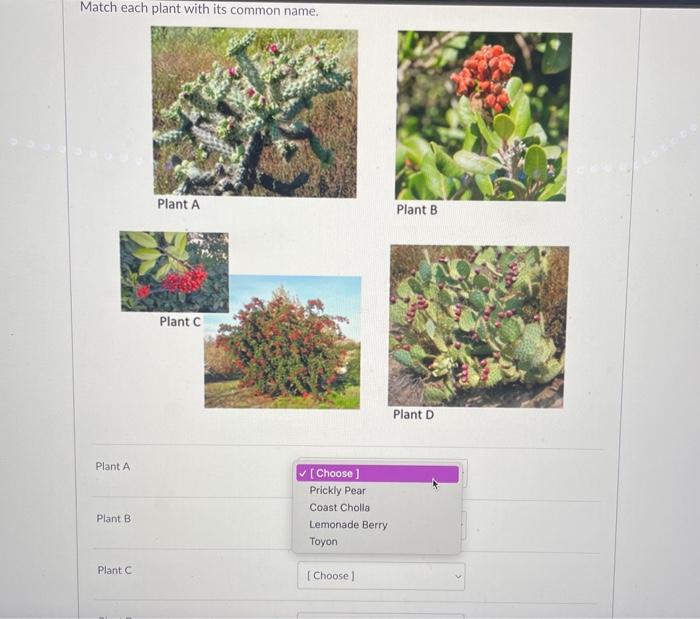 Solved Match each plant with its common name. Plant A Plant