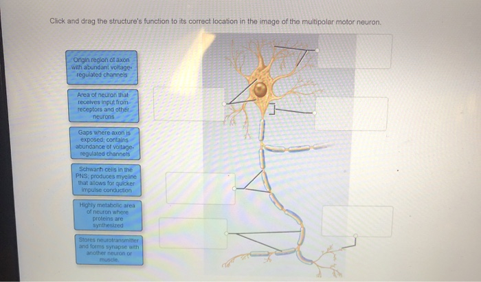 Solved Click and drag the structure's function to its | Chegg.com