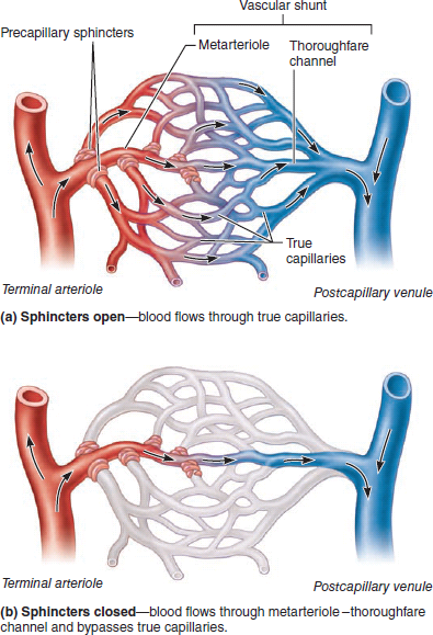 Solved: Look at Figure and assume that the capillary bed depict ...