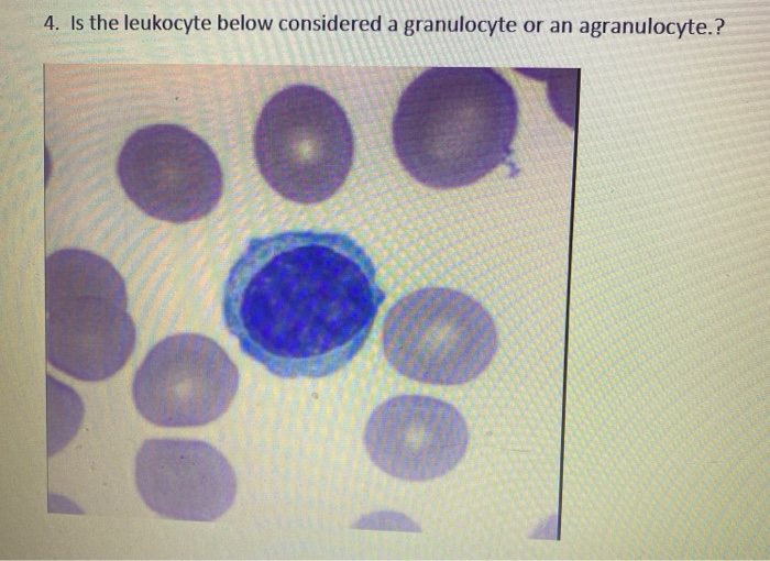 Solved 4. Is the leukocyte below considered a granulocyte or