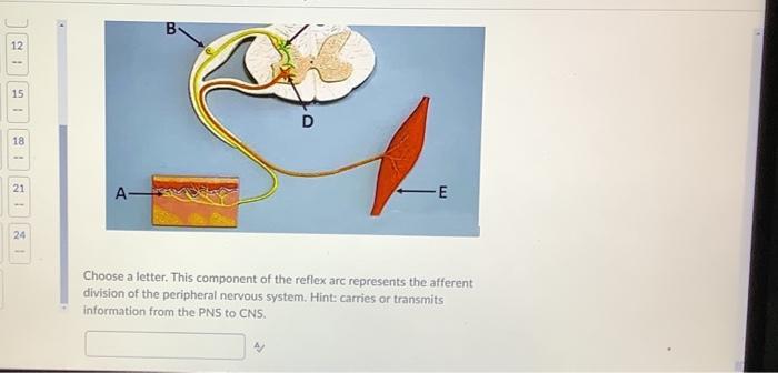 Solved Choose a letter. This component of the reflex arc | Chegg.com