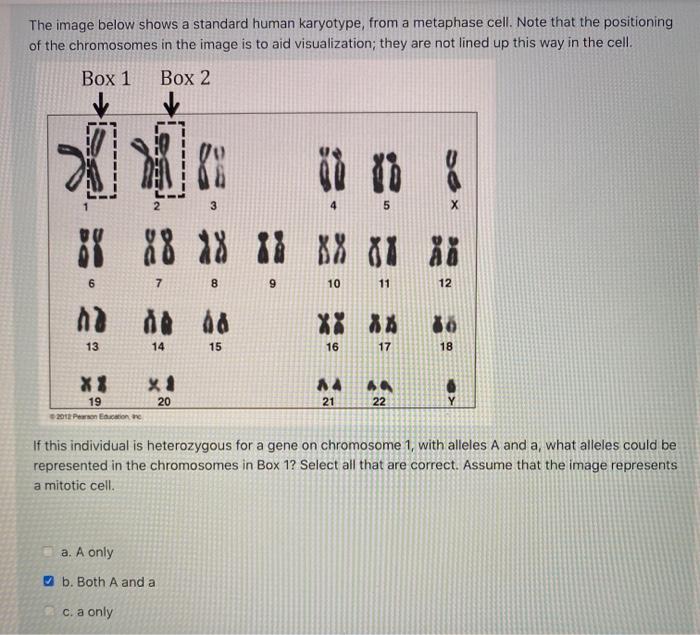 Solved The image below shows a standard human karyotype, | Chegg.com