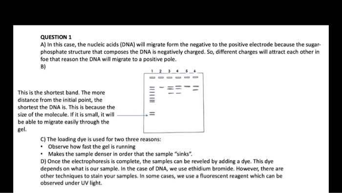 solved-2-what-is-the-purpose-of-the-dna-ladder-in-lane-12-chegg