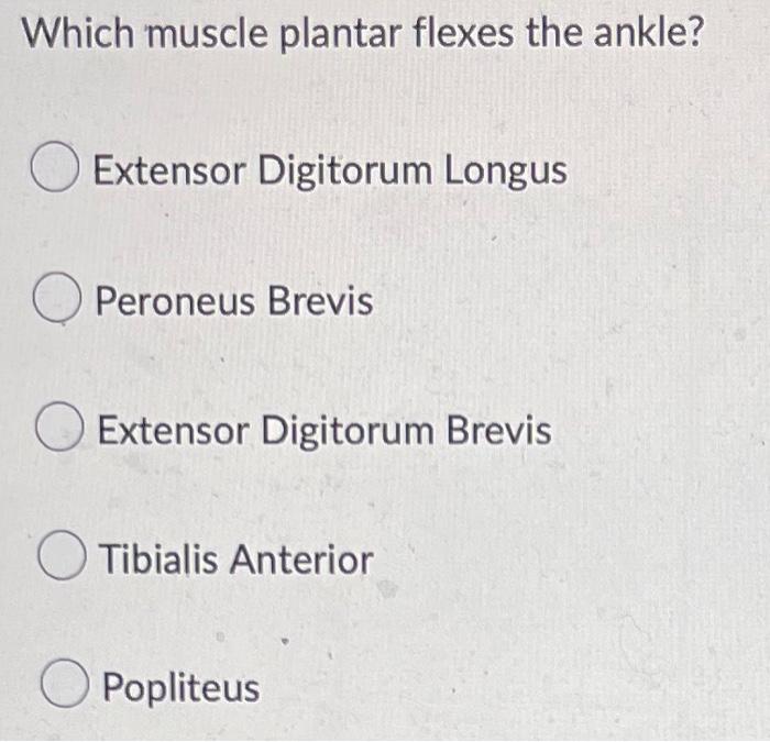 Which muscle plantar flexes the ankle? Extensor Digitorum Longus Peroneus Brevis Extensor Digitorum Brevis Tibialis Anterior