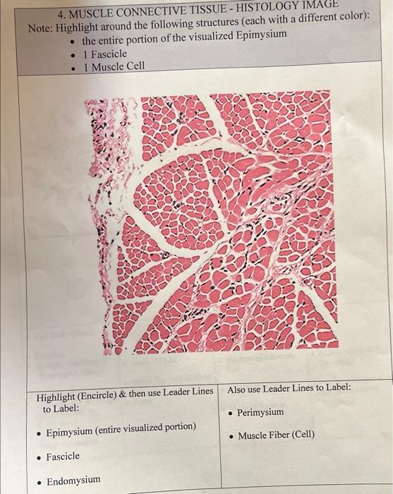 Solved 4. MUSCLE CONNECTIVE TISSUE - HISTOLOGY IMAGE Note: | Chegg.com