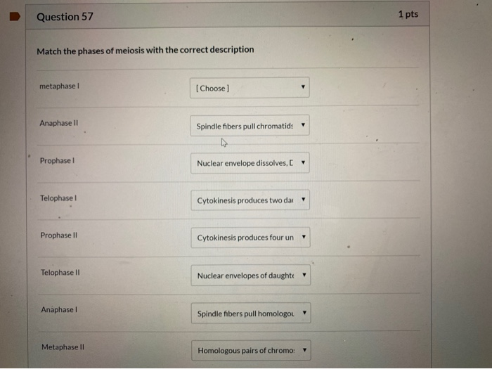 Solved Question 57 1 pts Match the phases of meiosis with | Chegg.com
