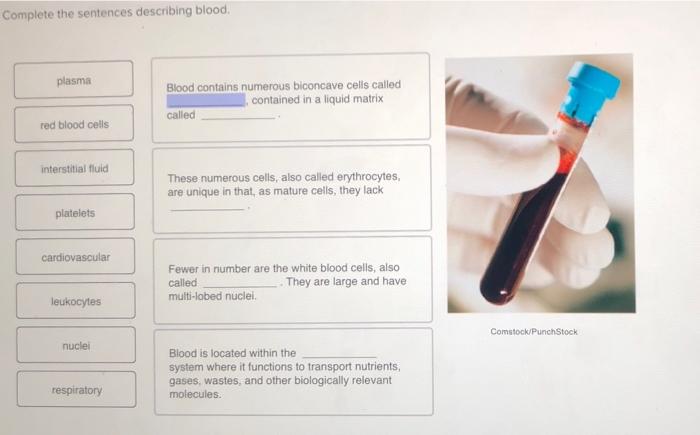 solved-complete-the-sentences-describing-blood-plasma-blood-chegg