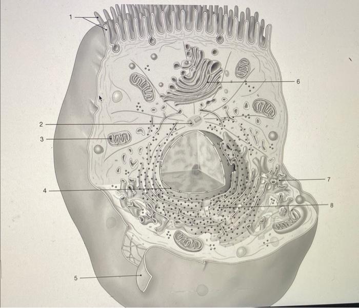 Identify ALL 8 cell structures in Figure 3-2. Enter | Chegg.com