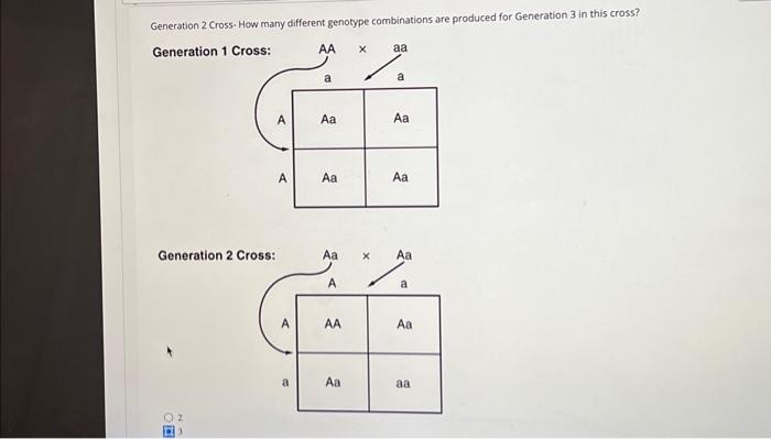 Generation 2 Cross- How many different genotype | Chegg.com