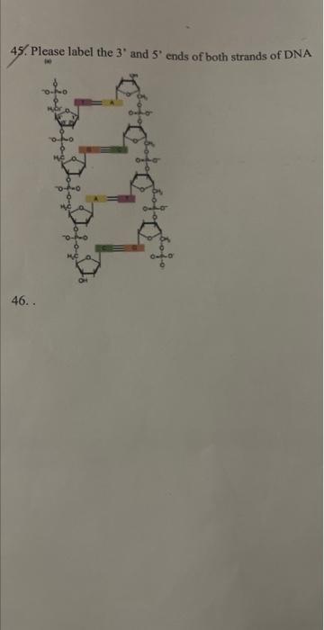 Solved 45. Please label the 3∘ and 5∘ ends of both strands | Chegg.com