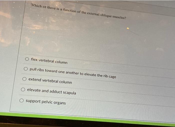 Solved Which of these is a function of the external oblique