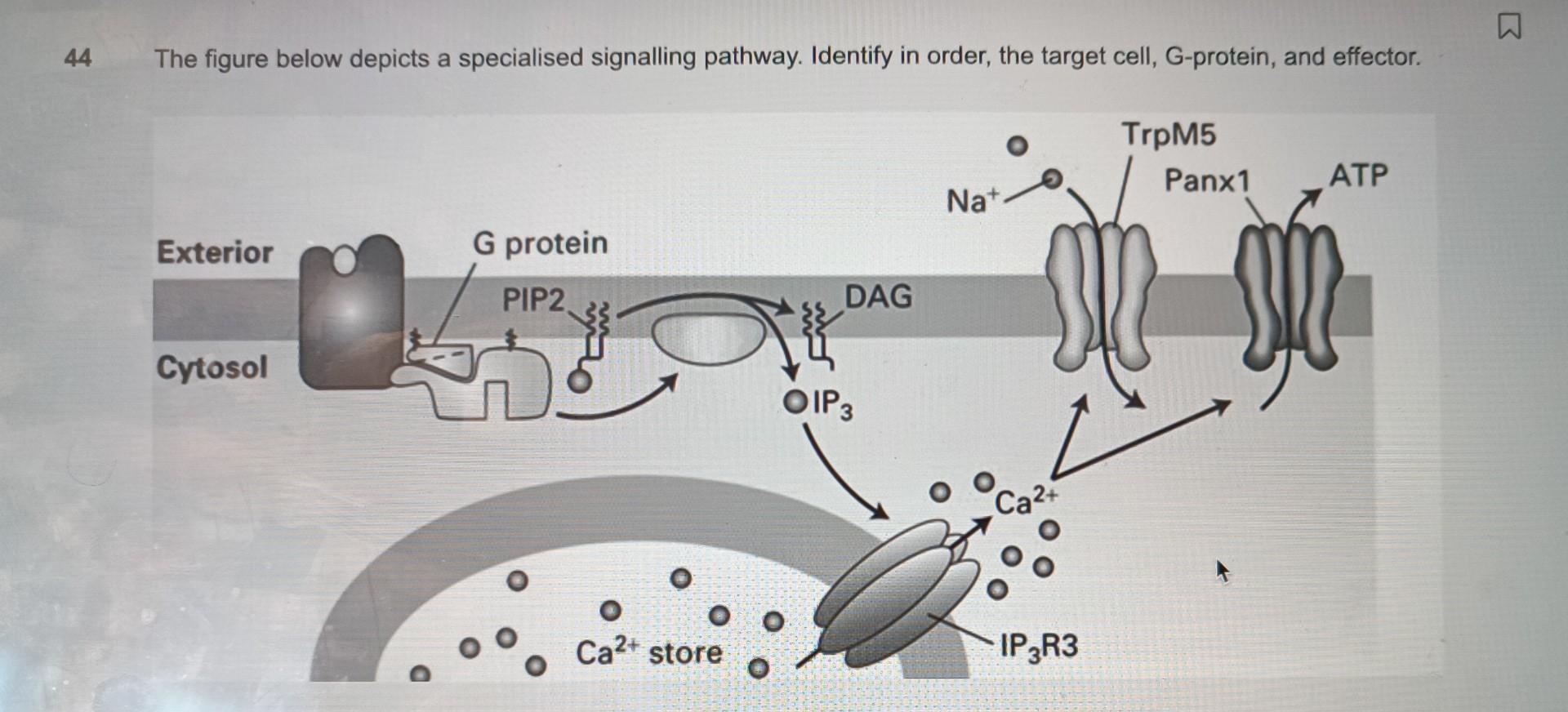 Solved The figure below depicts a specialised signalling