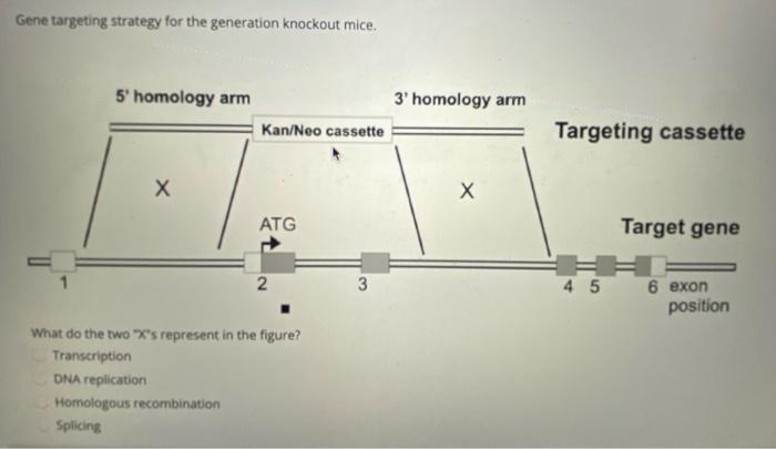 Solved Gene targeting strategy for the generation knockout | Chegg.com