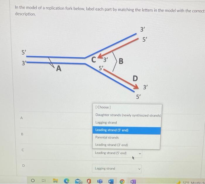 Solved In the model of a replication fork below, label each | Chegg.com