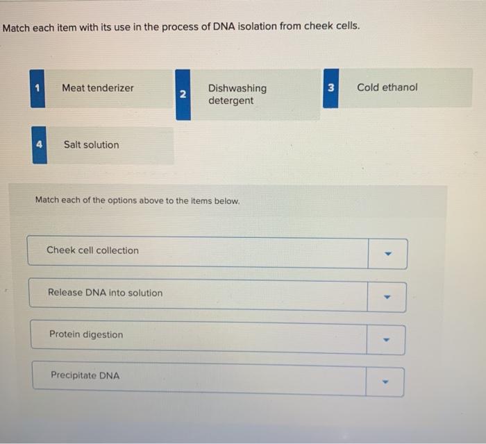 Solved Match each item with its use in the process of DNA | Chegg.com