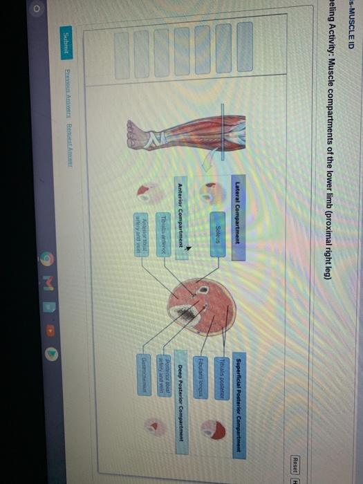 Solved s-MUSCLE ID eeling Activity: Muscle compartments of | Chegg.com