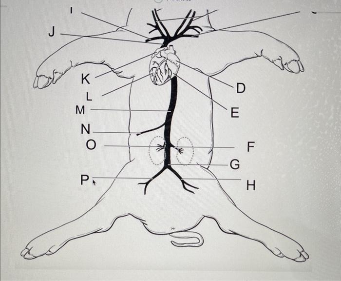 Solved Use The Following Terms Below To Label The Veins Of Chegg Com