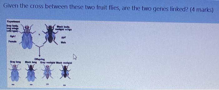 Solved Given the cross between these two fruit flies, are | Chegg.com