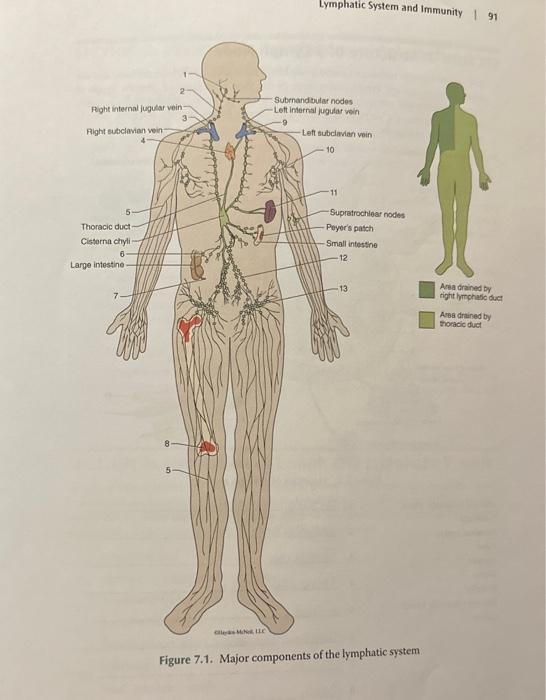 Solved SECTION 1: Major Structures of the Lymphatic System | Chegg.com