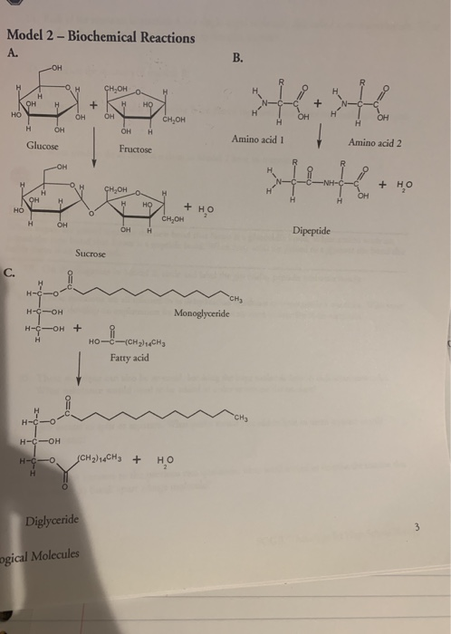 Solved Model 2 Biochemical Reactions OH Chegg