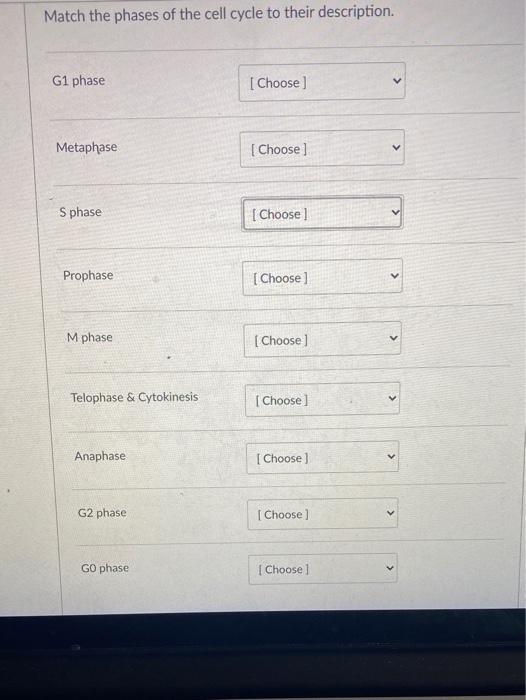 Solved Match the phases of the cell cycle to their | Chegg.com