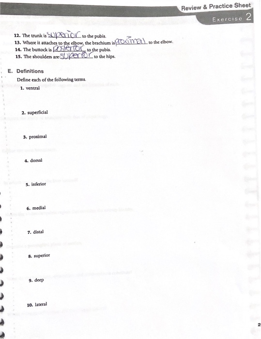 Solved Review And Practice Sheet Exercise 2 To The Elbow 12 