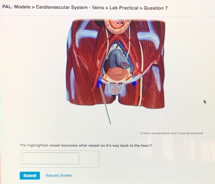 Solved PAL Models > Cardiovascular System Veins > Lab