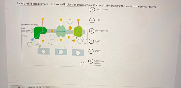 Solved Label the indicated components involved in electron | Chegg.com