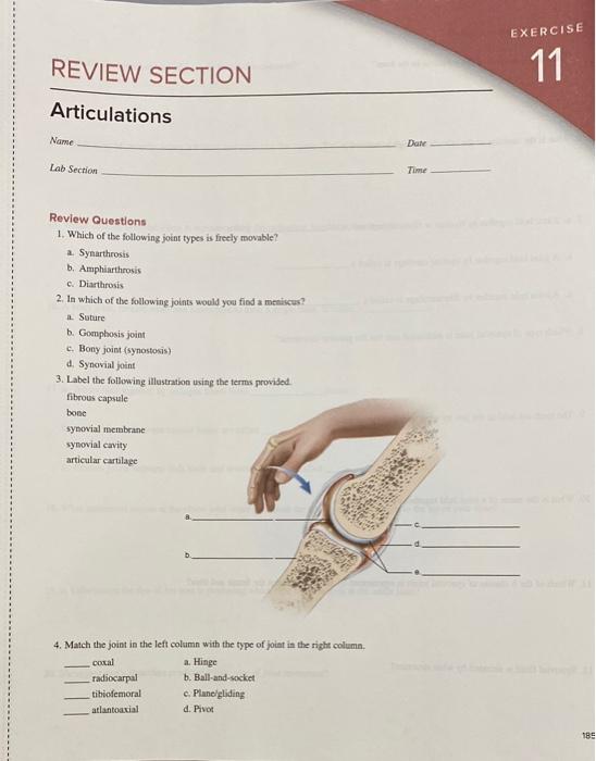 Solved EXERCISE REVIEW SECTION 11 Articulations Name Dan Lab | Chegg.com