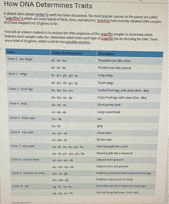 How Dna Determines Traits Unigriffin Worksheet Answers