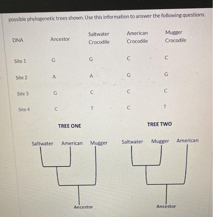 possible phylogenetic trees shown. Use this information to answer the following questions.
DNA
Site 1
Site 2
Site 3
Site 4
An