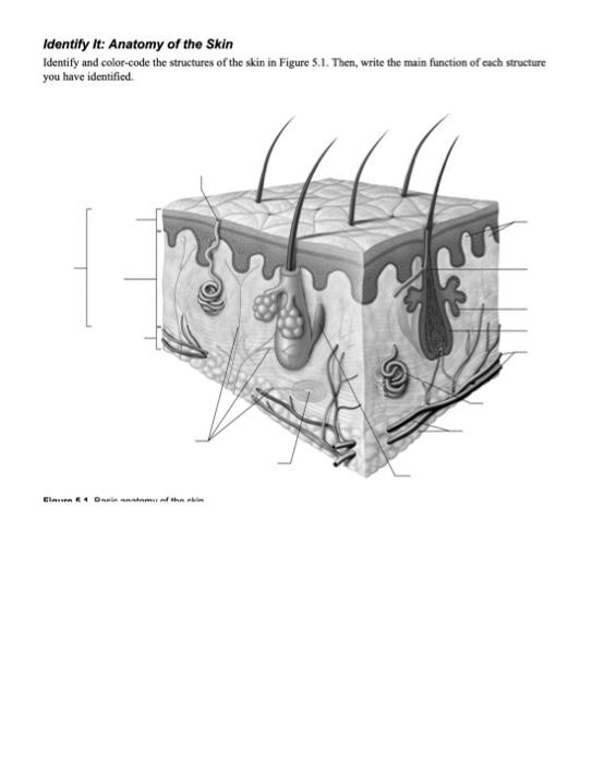 Solved Identify It: Anatomy of the Skin Identify and | Chegg.com