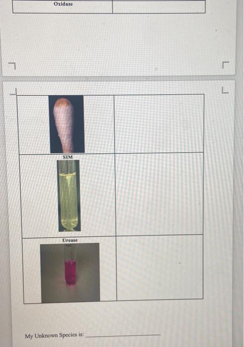 Solved In this project, you will identify an unknown species | Chegg.com