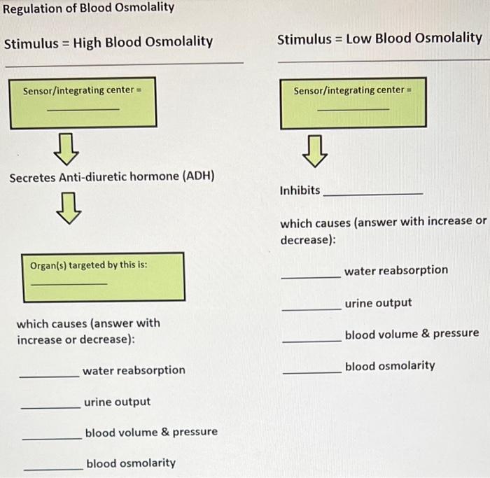 Solved Regulation of Blood Osmolality Stimulus = High Blood | Chegg.com