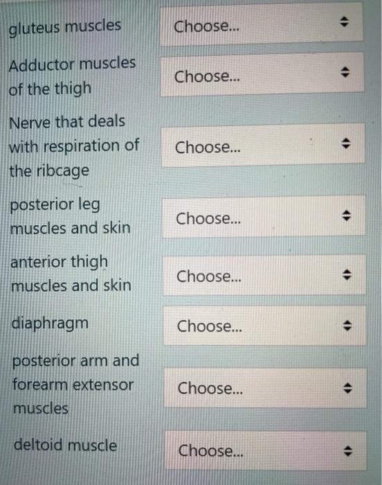 gluteus muscles Choose... Adductor muscles of the thigh Choose... Nerve that deals with respiration of the ribcage Choose...