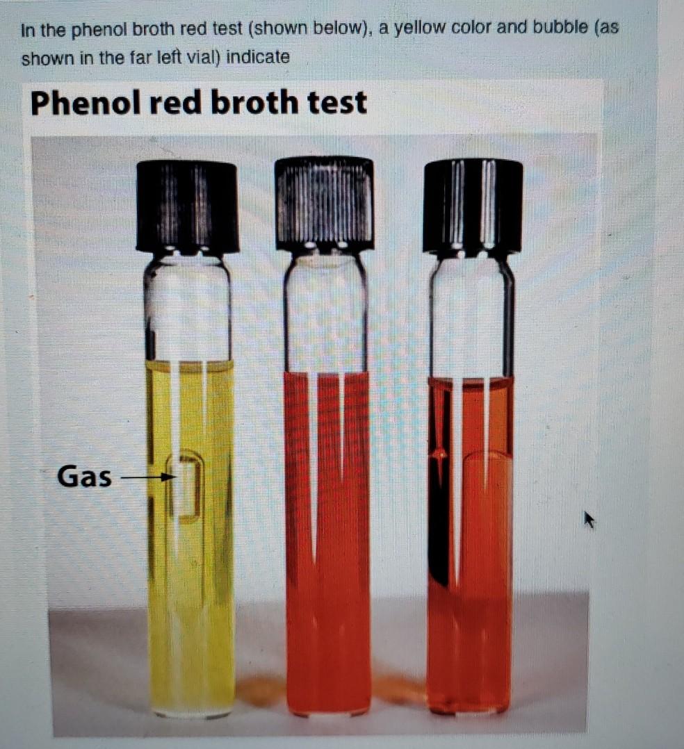 Solved In the phenol broth red test (shown below), a yellow | Chegg.com