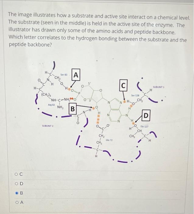 Solved The image illustrates how a substrate and active site | Chegg.com