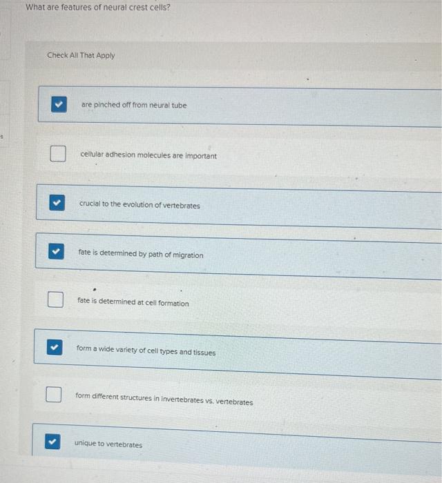 solved-what-are-features-of-neural-crest-cells-check-all-chegg