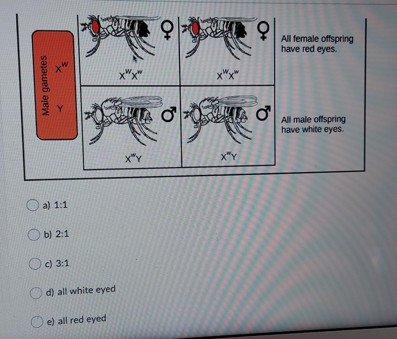 Solved In the square below a red eyed male fruit fly