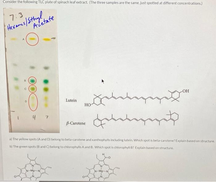 Solved Consider the following TLC plate of spinach leaf