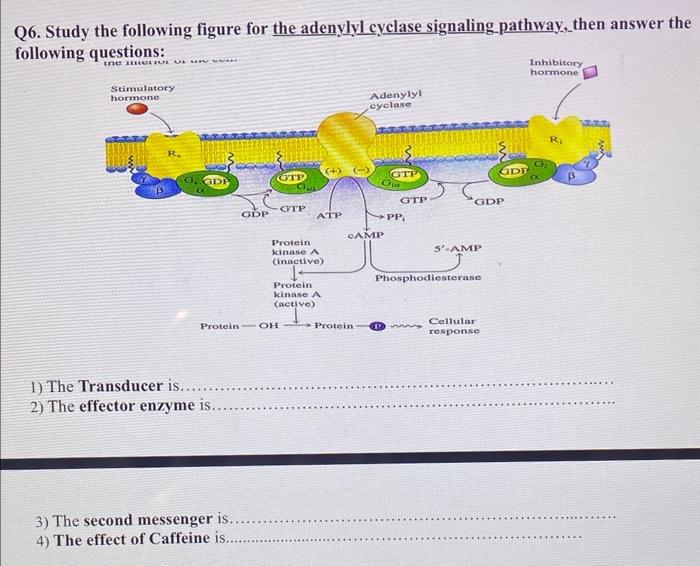 Q6. Study the following figure for the adenylyl cyclase signaling_pathway,then answer the following questions:
1) The Transdu