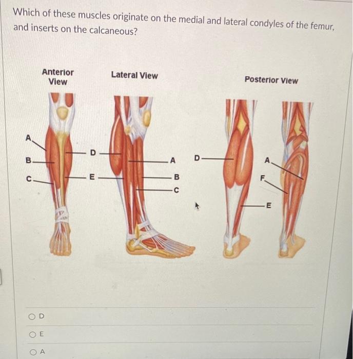 Solved Which of these muscles originate on the medial and | Chegg.com