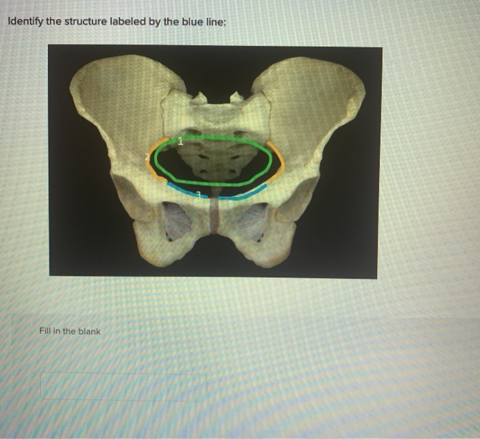 Solved Identify the structure labeled by the blue line: Fill | Chegg.com