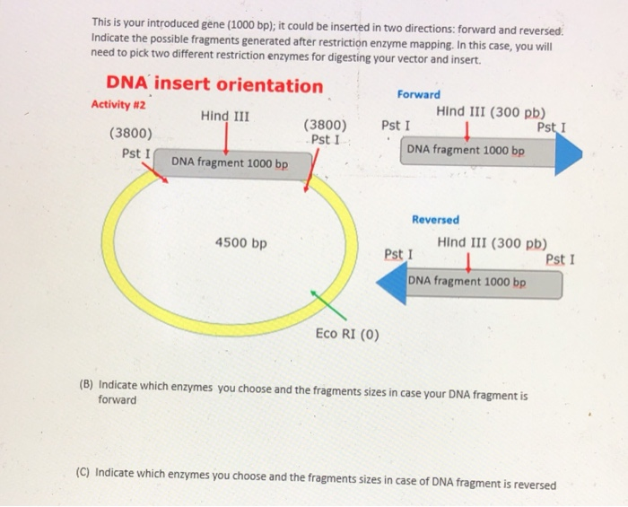 solved-gene-of-interest-will-be-introduced-at-the-pst-i-site-chegg