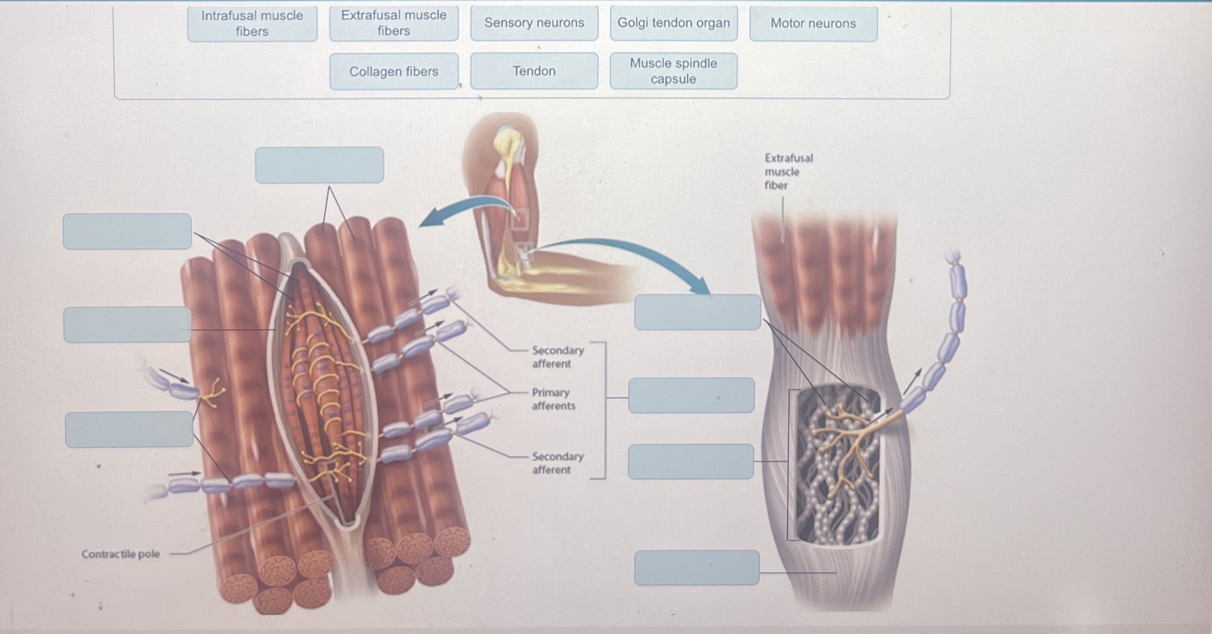 Solved Intrafusal muscleExtrafusal muscle fibers | Chegg.com