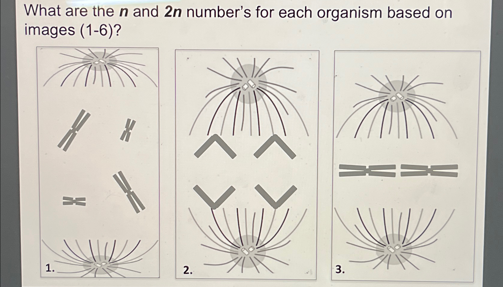 What are the n ﻿and 2n ﻿number's for each organism | Chegg.com