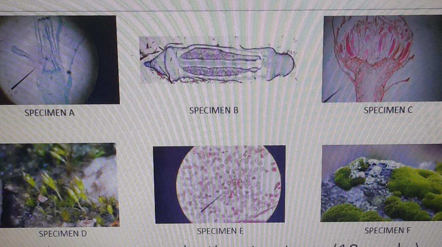 Solved SPECIMEN A SPECIMEN B SPECIMEN C SPECIMEN D SPECIMEN | Chegg.com