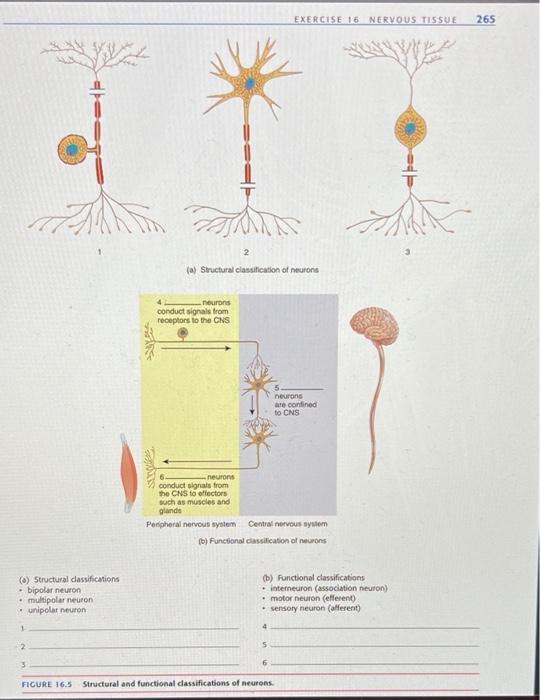 Solved EXERCISE 16 NERVOUS TISSUE 265 2 (a) Structural