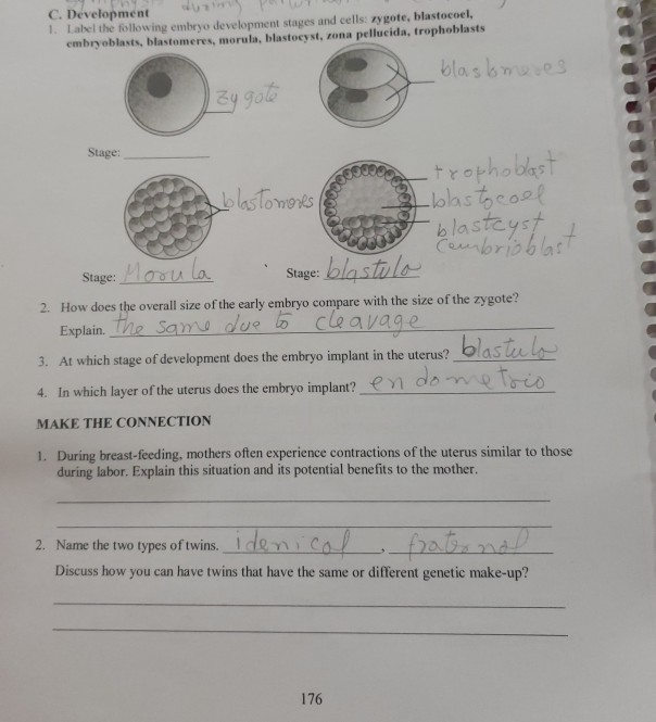 Solved C. Development 1. Label the following embryo | Chegg.com